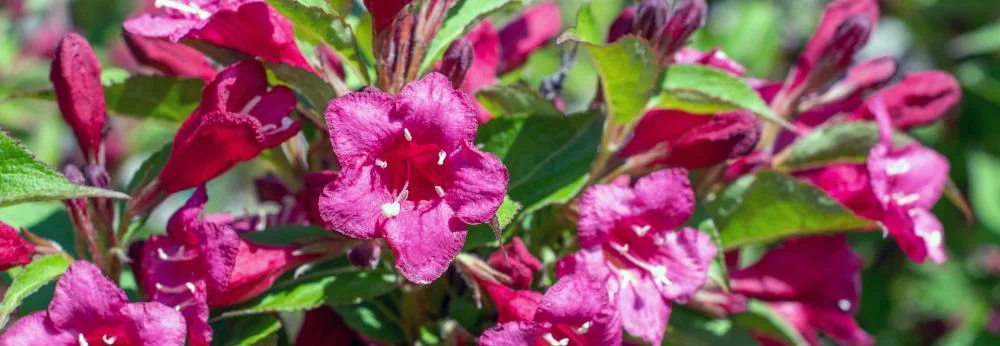 Nahaufnahme von pinken Weigelien-Blüten.